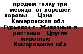 продам телку три месяца  от хорошей коровы.. › Цена ­ 15 000 - Кемеровская обл., Гурьевск г. Животные и растения » Другие животные   . Кемеровская обл.